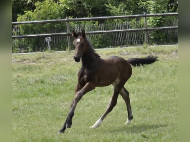 Westfaliano Stallone Puledri (04/2026) 170 cm Baio in Hamburg