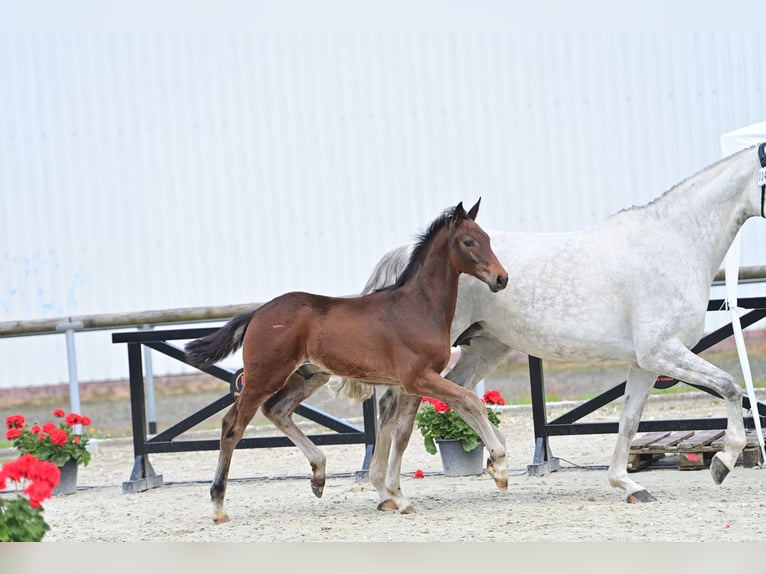 Westfaliano Stallone Puledri
 (03/2024) 170 cm Baio in Stadtlohn