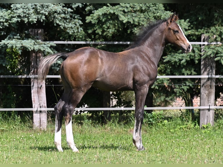 Westfaliano Stallone Puledri
 (02/2024) 170 cm Baio nero in Reichenwalde