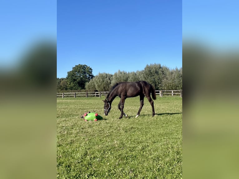 Westfaliano Stallone Puledri (04/2026) 170 cm Baio nero in Dülmen