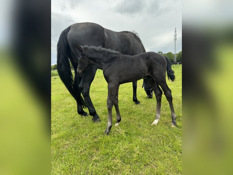 Westfaliano Stallone Puledri (05/2026) 170 cm Baio nero in Stevensbeek