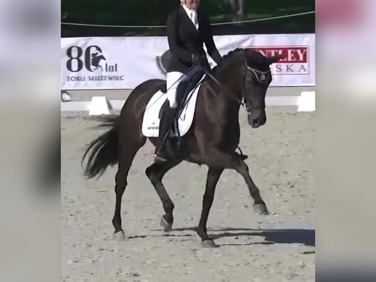 Westfaliano Stallone Puledri (04/2026) 170 cm Baio scuro in Nordkirchen