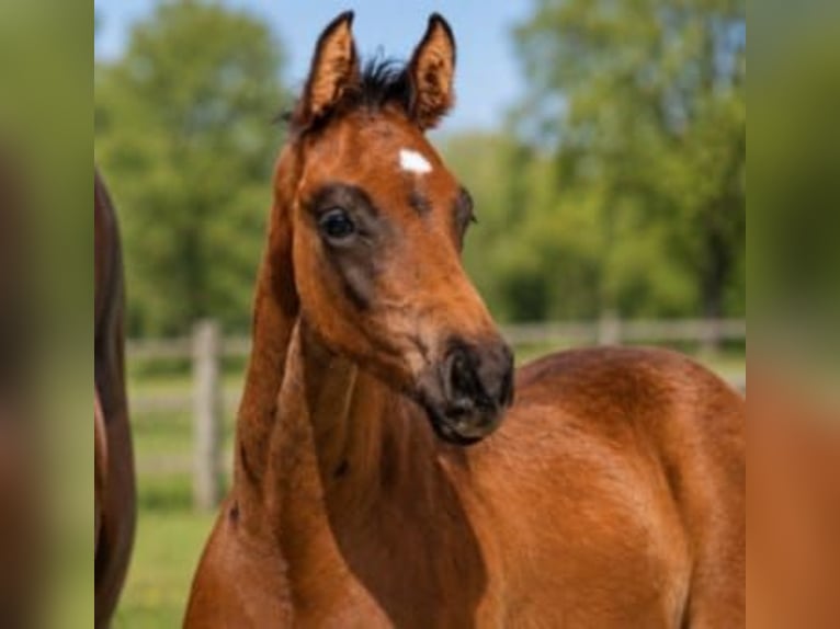 Westfaliano Stallone Puledri (03/2026) 170 cm Baio scuro in Spelle