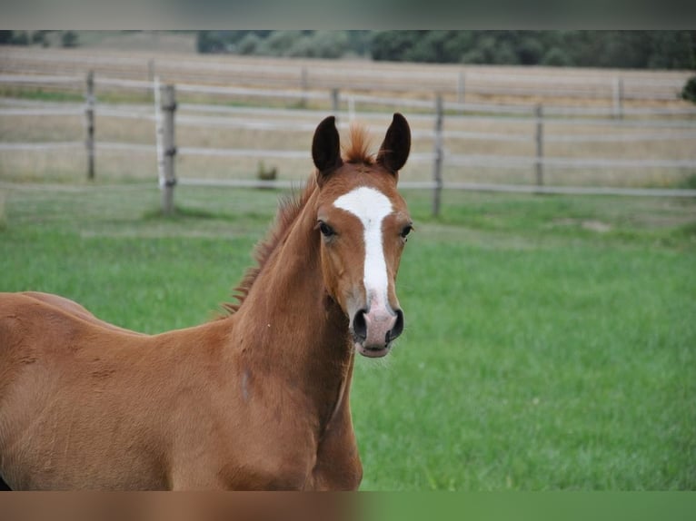 Westfaliano Stallone Puledri (05/2025) 170 cm Sauro in BeverungenBeverungen