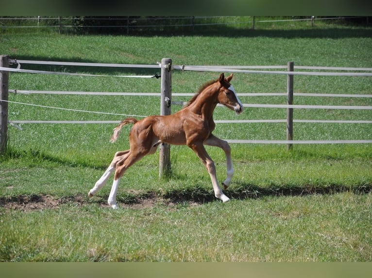 Westfaliano Stallone  170 cm Sauro in Beverungen