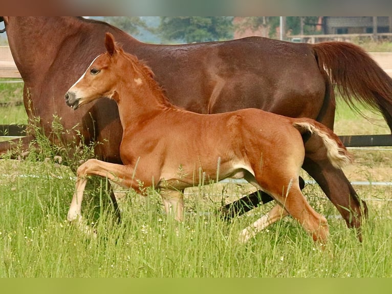 Westfaliano Stallone Puledri (05/2026) 170 cm Sauro scuro in Ennigerloh