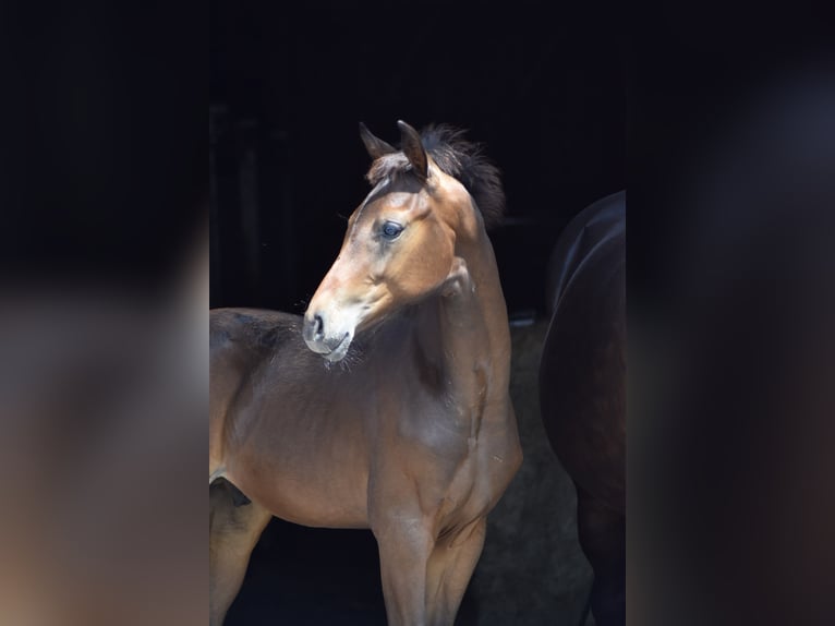 Westfaliano Stallone Puledri (04/2026) 172 cm Baio in Herbstein