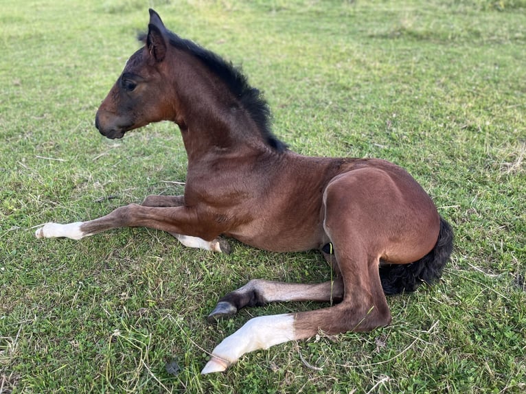 Westfaliano Stallone Puledri (05/2025) 172 cm Baio scuro in Wipperf&#xFC;rth