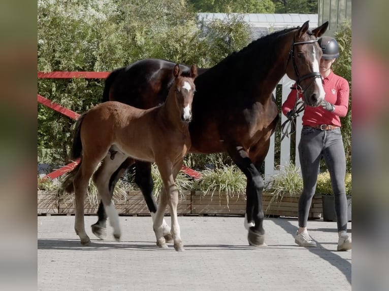 Westfaliano Stallone Puledri (03/2026) 172 cm Baio scuro in Reken