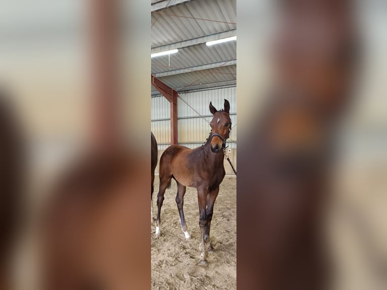 Westfaliano Stallone Puledri (03/2026) 172 cm Baio scuro in Gronau (Westfalen)