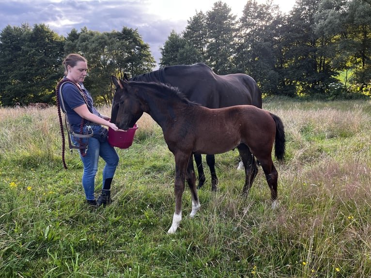 Westfaliano Stallone Puledri (05/2025) 172 cm Baio scuro in Wipperf&#xFC;rth