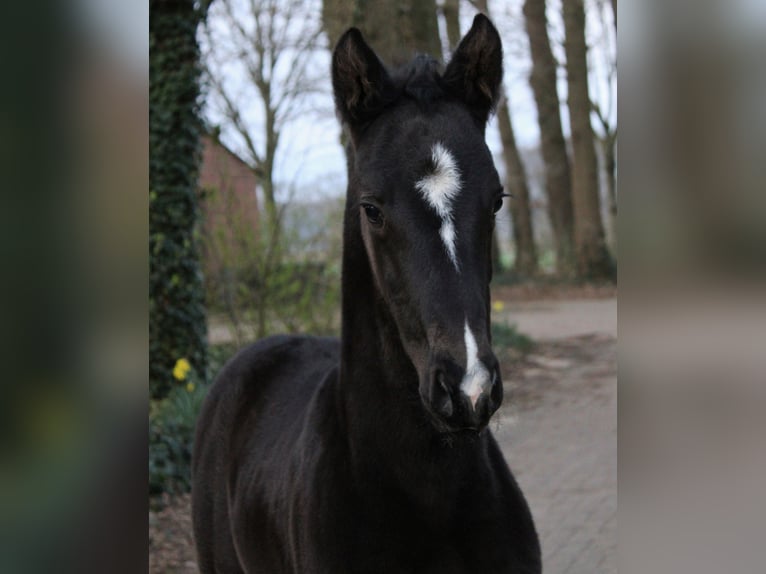 Westfaliano Stallone Puledri (03/2025) 172 cm Morello in Lohne (Oldenburg)