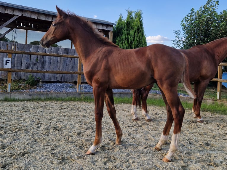 Westfaliano Stallone Puledri (03/2026) 172 cm Sauro scuro in Stemshorn