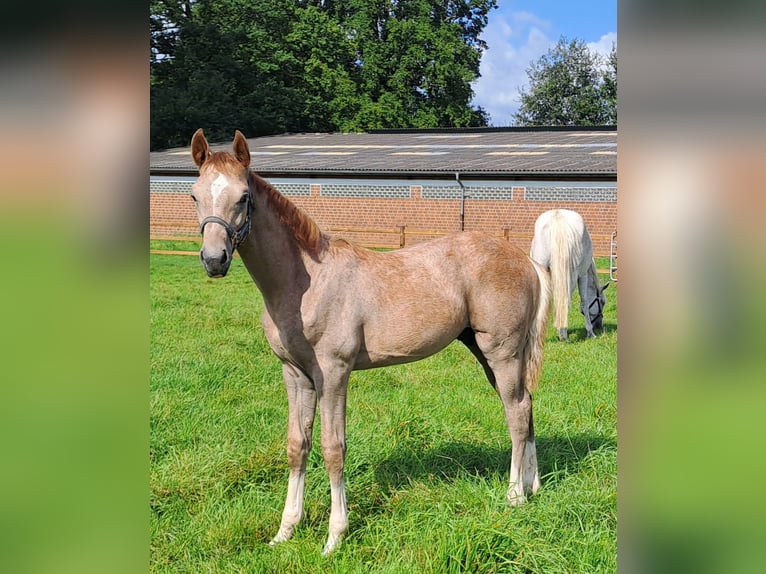 Westfaliano Stallone Puledri
 (05/2024) 173 cm Grigio rossastro in Hopsten