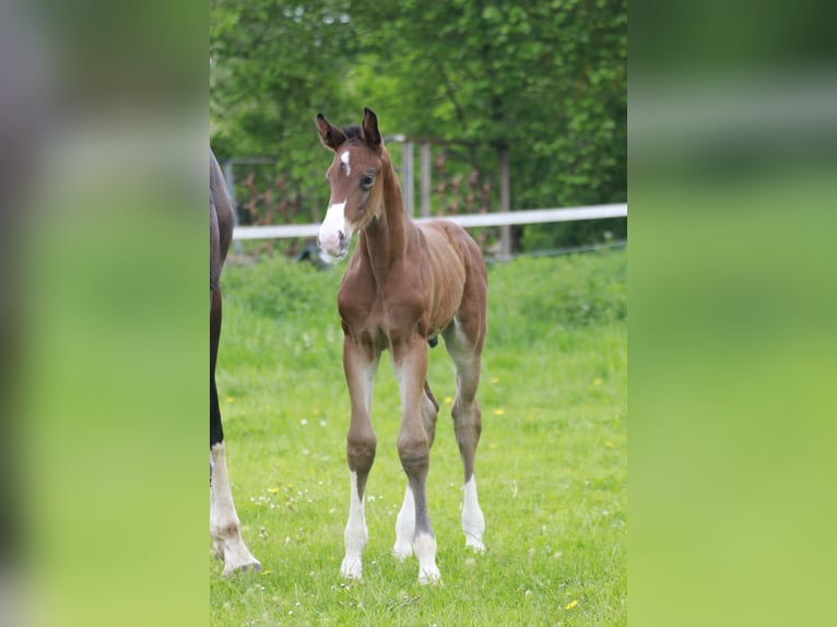 Westfaliano Stallone  174 cm Baio in Bell