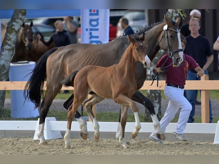 Westfaliano Stallone  174 cm Baio in Bell