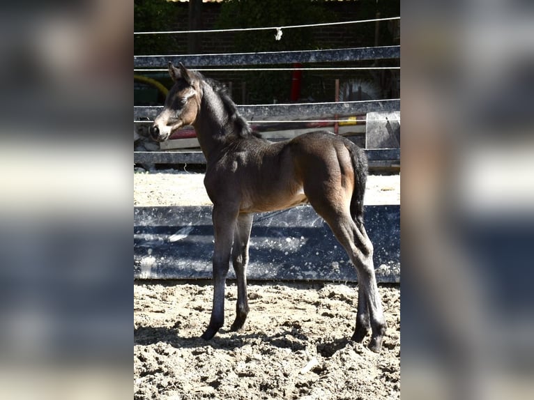 Westfaliano Stallone  174 cm Baio scuro in Soest