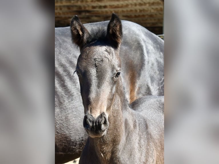 Westfaliano Stallone  174 cm Baio scuro in Soest