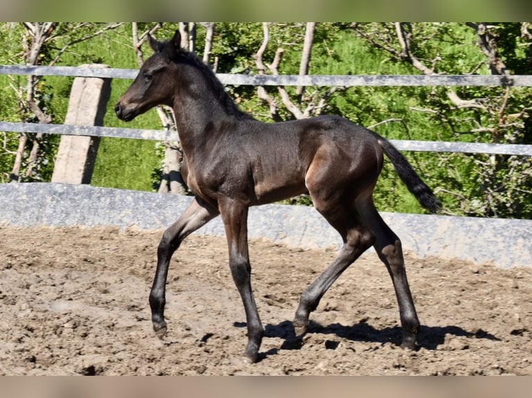 Westfaliano Stallone  174 cm Baio scuro in Soest
