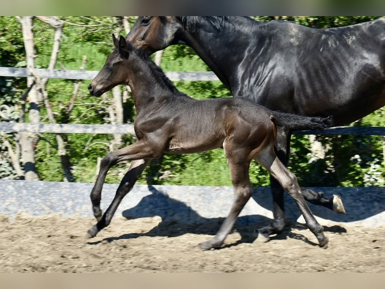 Westfaliano Stallone  174 cm Baio scuro in Soest