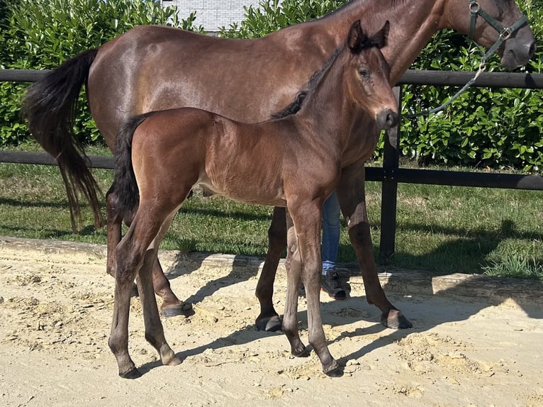 Westfaliano Stallone Puledri (06/2026) 174 cm  in Remscheid