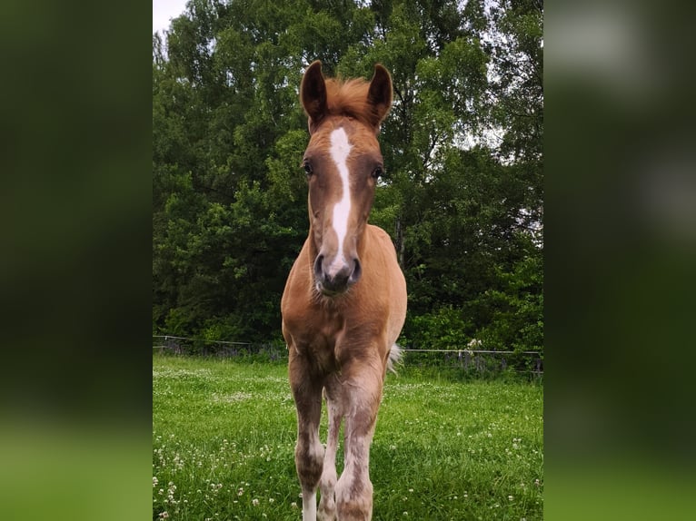 Westfaliano Stallone Puledri (02/2025) 174 cm Sauro in G&#xF6;ttingen