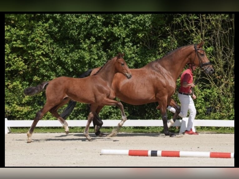 Westfaliano Stallone  Baio in Brakel