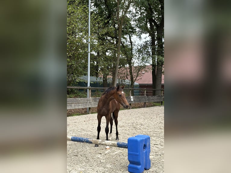 Westfaliano Stallone Puledri (03/2026) Baio in Haltern am See