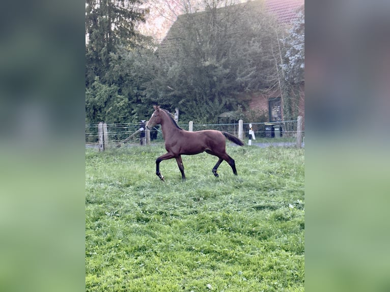 Westfaliano Stallone Puledri (05/2026) Baio in Espelkamp