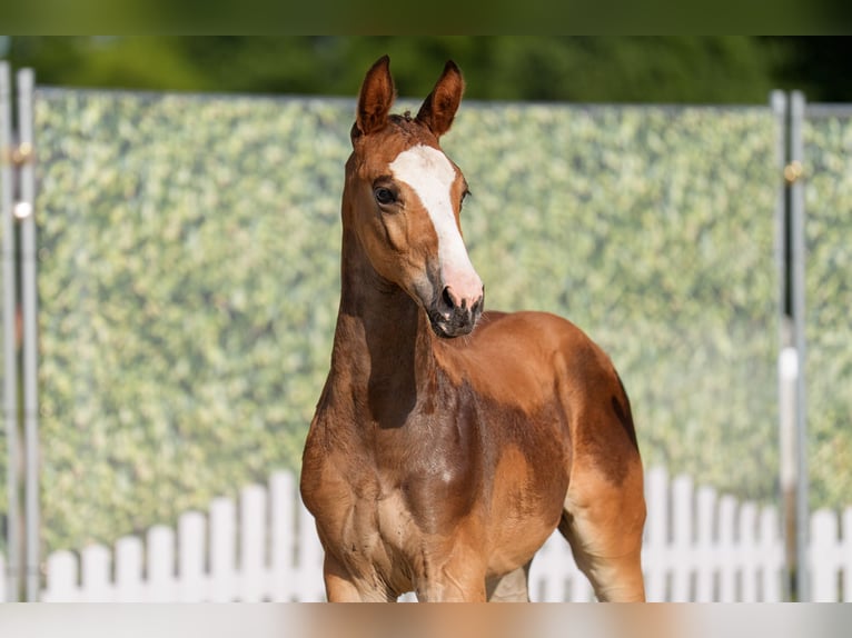 Westfaliano Stallone Puledri (06/2025) Baio in Warendorf