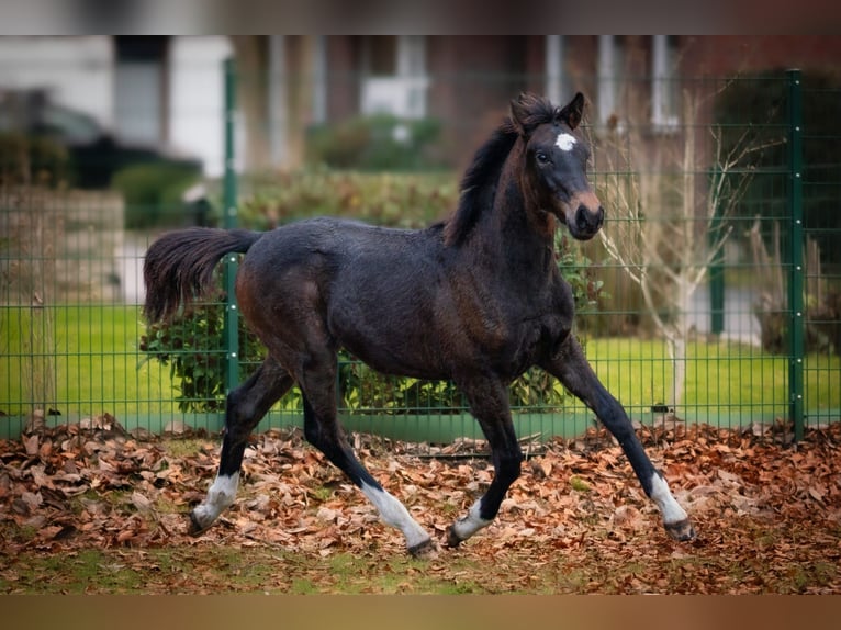 Westfaliano Stallone Puledri (05/2025) Baio in Gladbeck