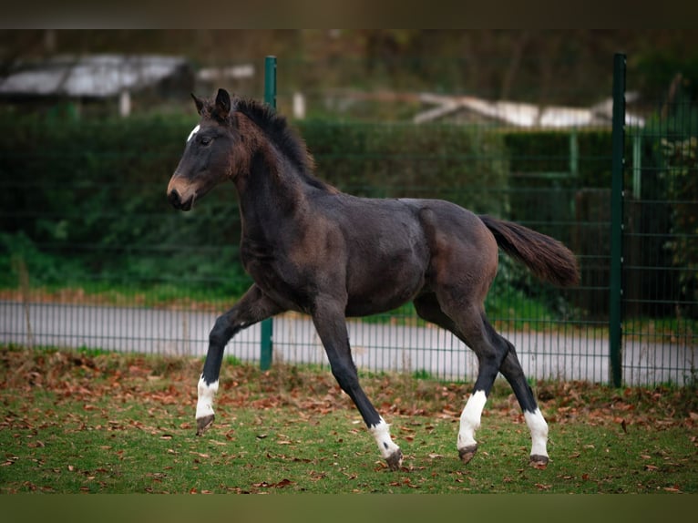 Westfaliano Stallone Puledri (05/2025) Baio in Gladbeck