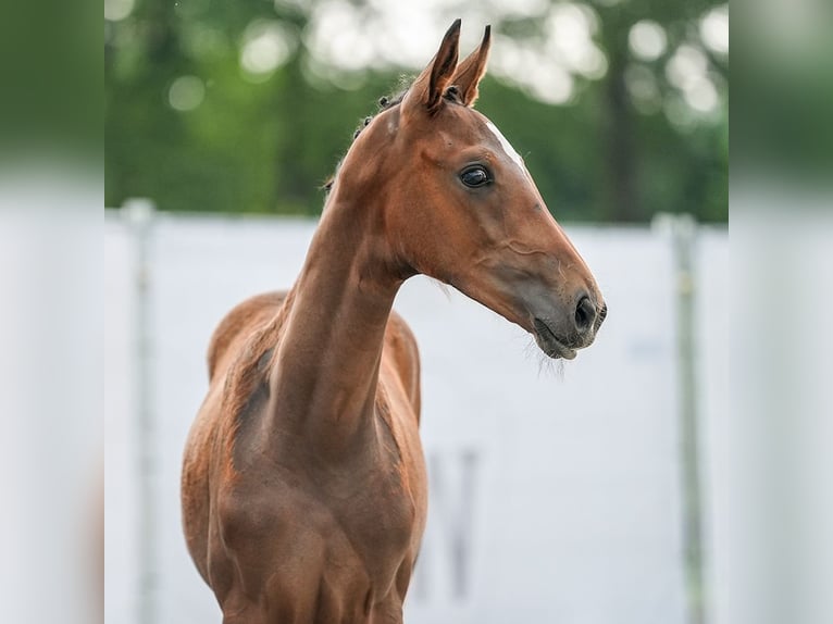 Westfaliano Stallone Puledri
 (04/2024) Baio in Hövelhof-Espeln