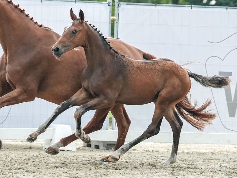 Westfaliano Stallone Puledri
 (04/2024) Baio in Hövelhof-Espeln