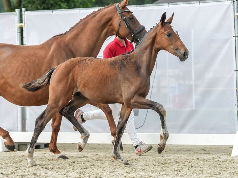 Westfaliano Stallone Puledri
 (04/2024) Baio in Hövelhof-Espeln