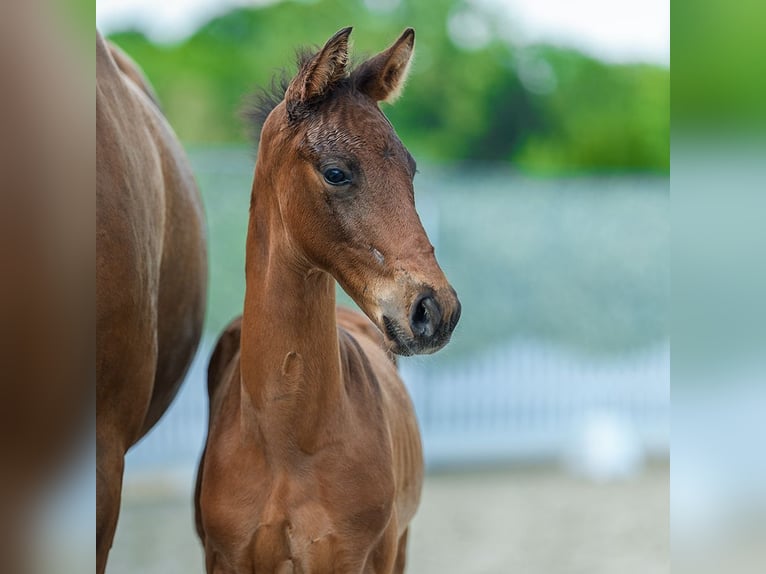 Westfaliano Stallone Puledri (05/2026) Baio in Mnster-Handorf