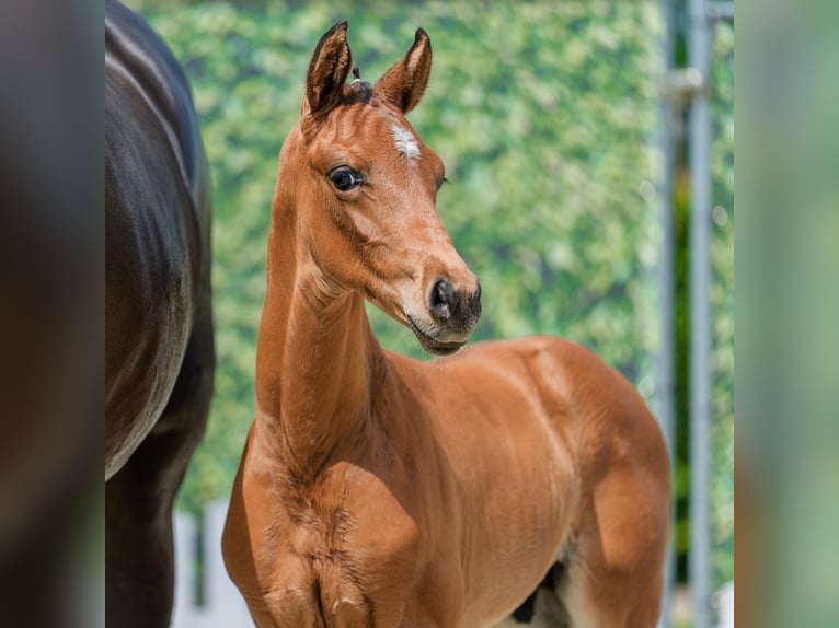 Westfaliano Stallone Puledri (05/2026) Baio in Mnster-Handorf