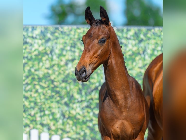 Westfaliano Stallone Puledri (05/2026) Baio in Mnster-Handorf