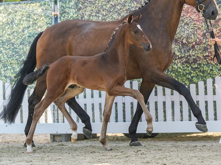 Westfaliano Stallone Puledri (05/2026) Baio in Mnster-Handorf