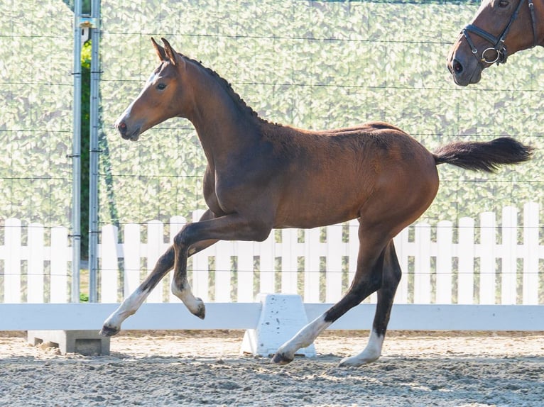 Westfaliano Stallone Puledri (05/2026) Baio in Mnster-Handorf