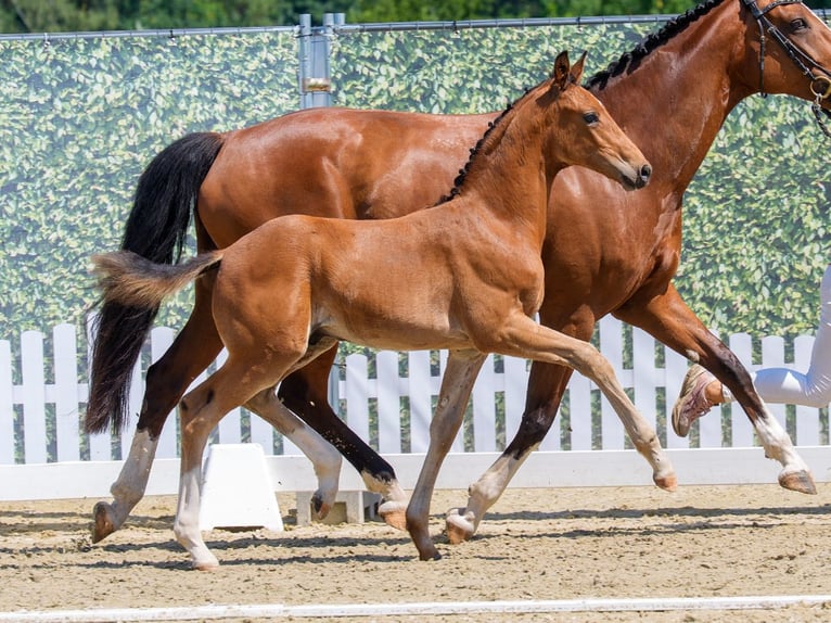 Westfaliano Stallone Puledri (04/2026) Baio in Mnster-Handorf