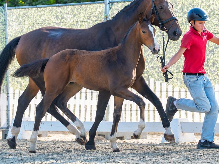 Westfaliano Stallone Puledri (05/2026) Baio in Mnster-Handorf
