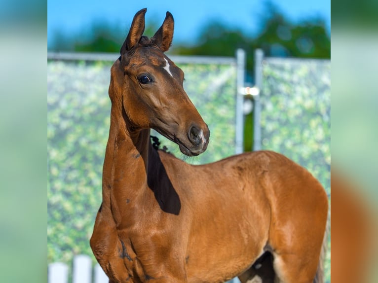Westfaliano Stallone Puledri (05/2026) Baio in Mnster-Handorf