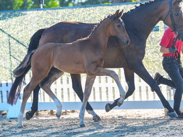 Westfaliano Stallone Puledri (05/2026) Baio in Mnster-Handorf
