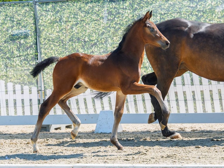 Westfaliano Stallone Puledri (07/2026) Baio in Mnster-Handorf