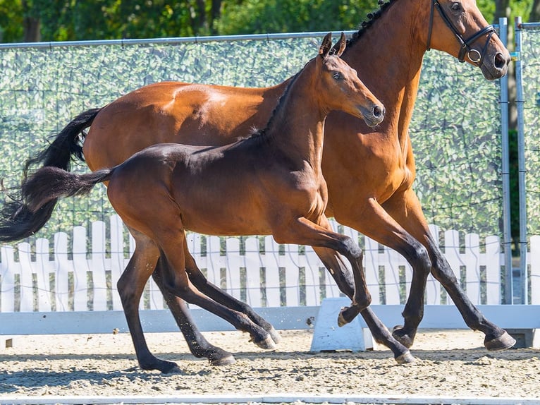 Westfaliano Stallone Puledri (05/2026) Baio in Mnster-Handorf