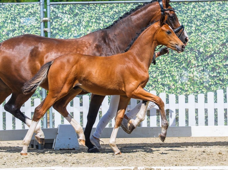 Westfaliano Stallone Puledri (04/2026) Baio in Mnster-Handorf