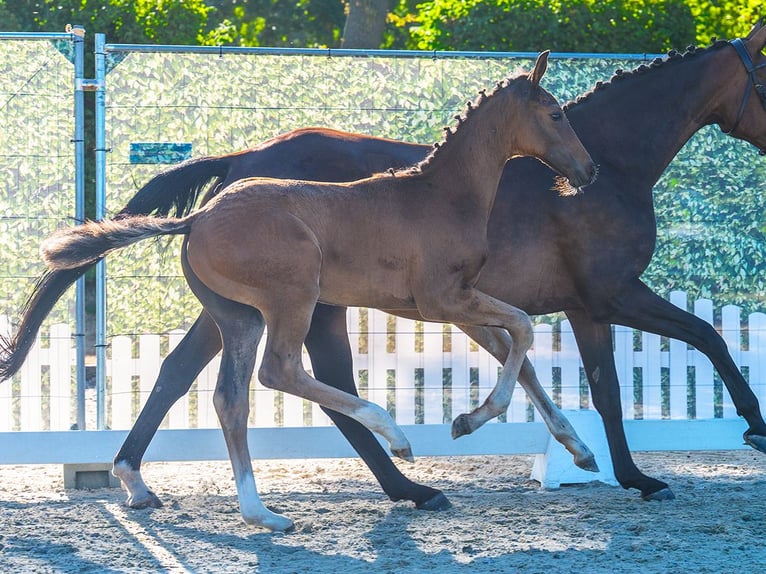 Westfaliano Stallone Puledri (05/2026) Baio in Mnster-Handorf