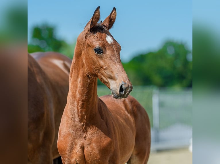 Westfaliano Stallone Puledri (04/2026) Baio in Mnster-Handorf