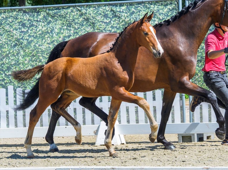 Westfaliano Stallone Puledri (05/2026) Baio in Mnster-Handorf